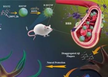 New path found for a better & comprehensive therapy for Alzheimer ’s disease